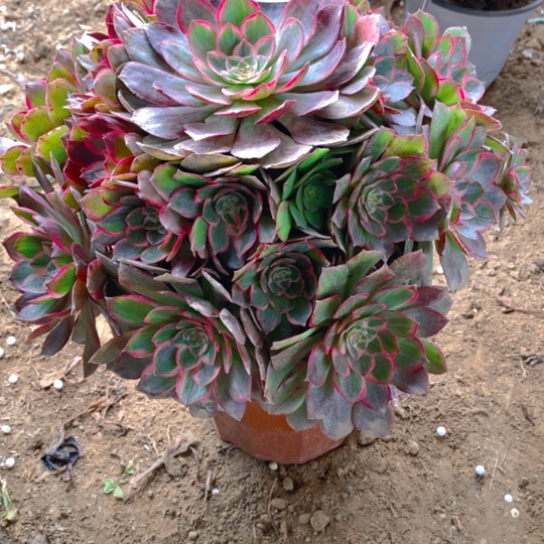 无花朵032多肉植物莲花座
