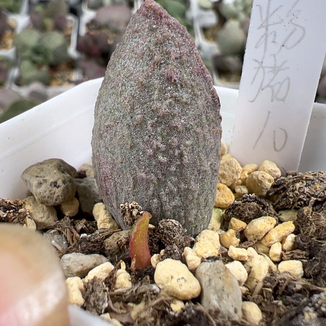 w粉红小猪多肉植物水泡