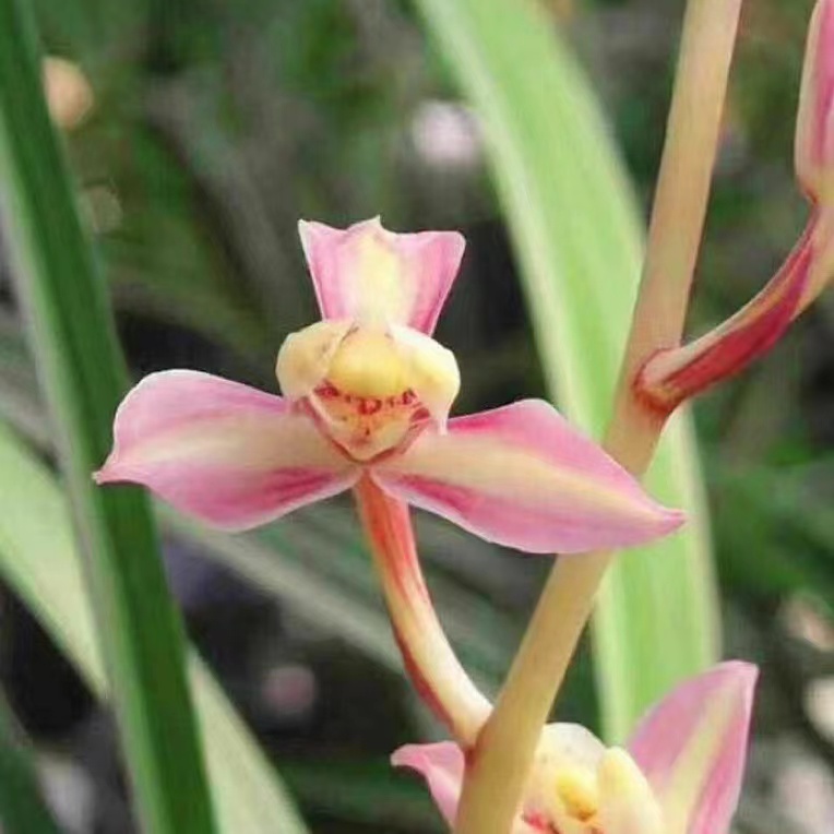 浓香型室内外兰花花卉盆栽