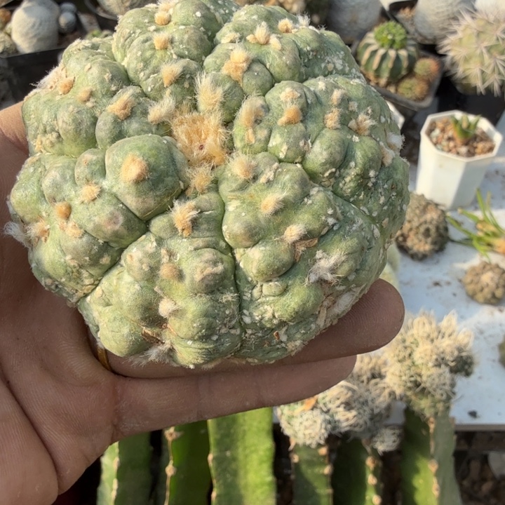 悟空兜仙人球黑刺嫁接