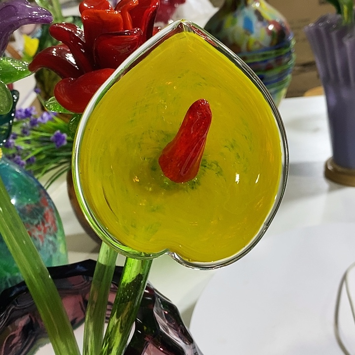 马蹄莲高43厘米左右