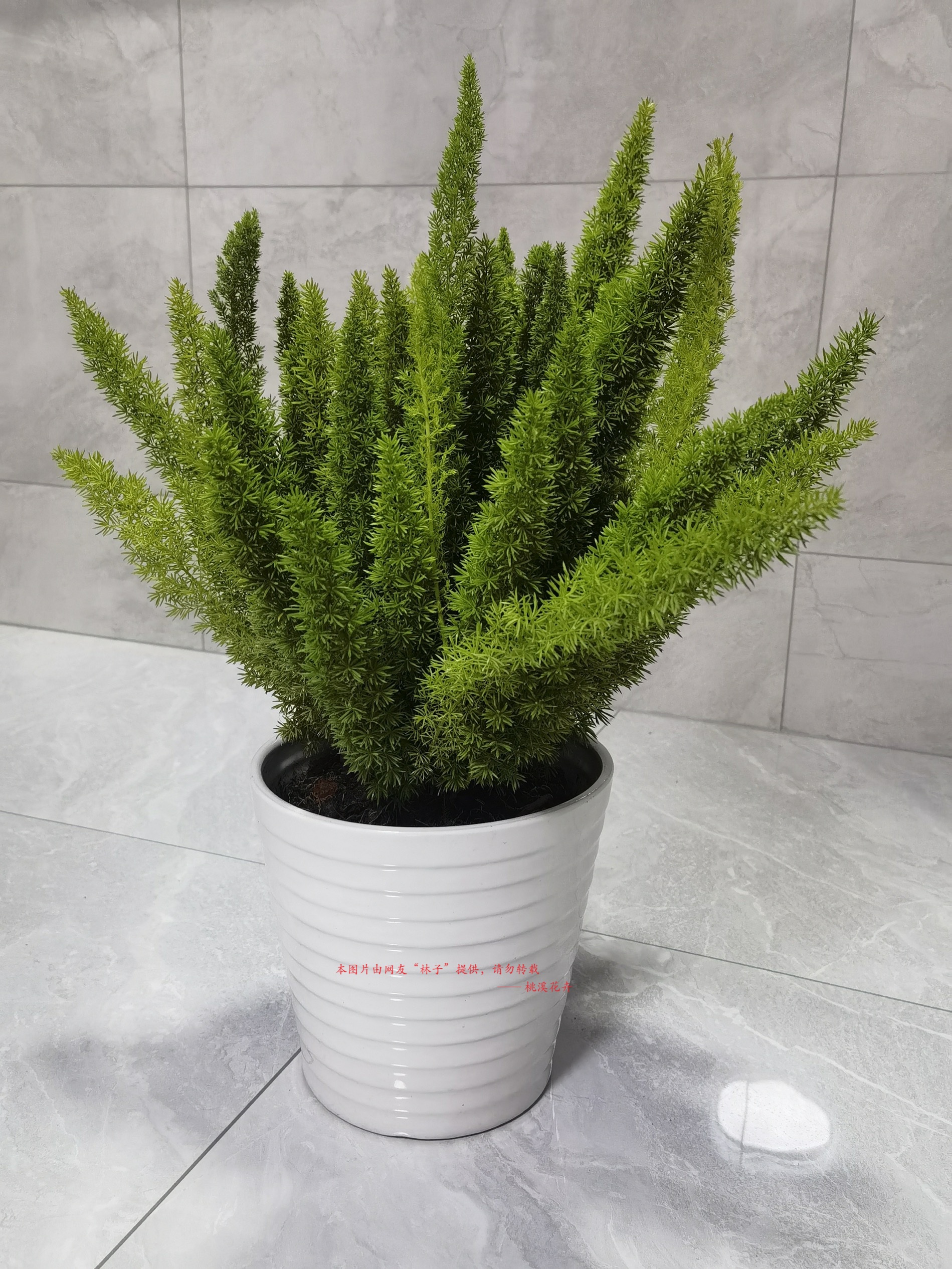 【1.5加仑狐尾天门冬】观叶盆栽阳台花园植物庭院绿植四季常绿好养