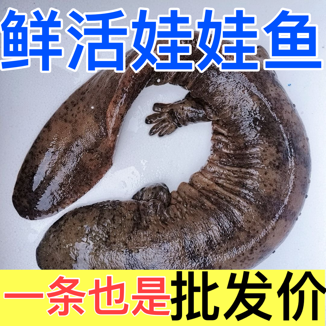 【人工养殖娃娃鱼】娃娃鱼食用鱼活体包活到家顺丰包邮