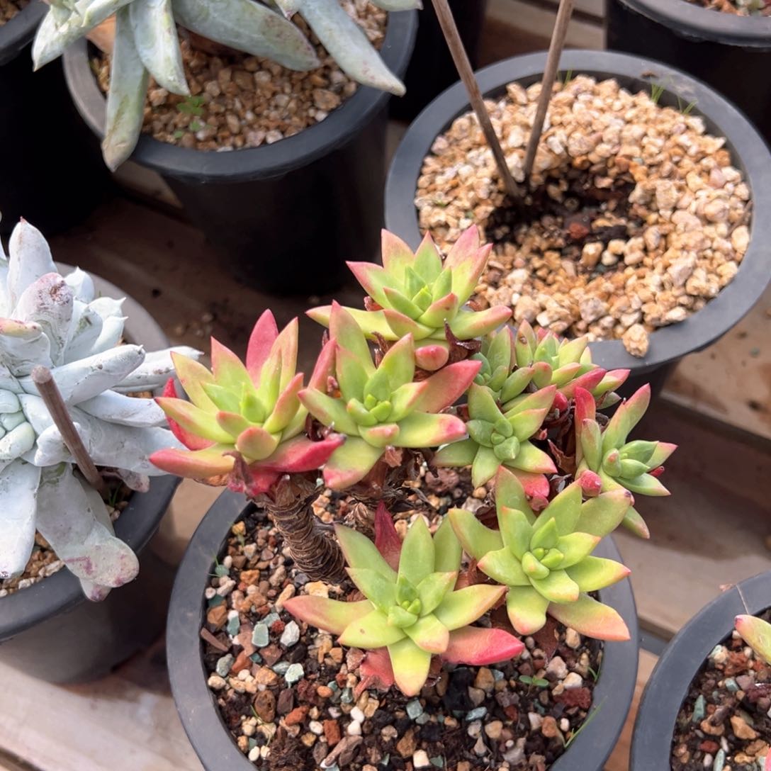 7250苹果叶绿体10头群生