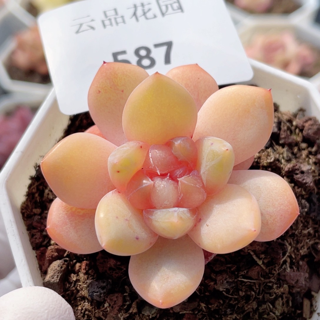 587号糖心冰心珍妮