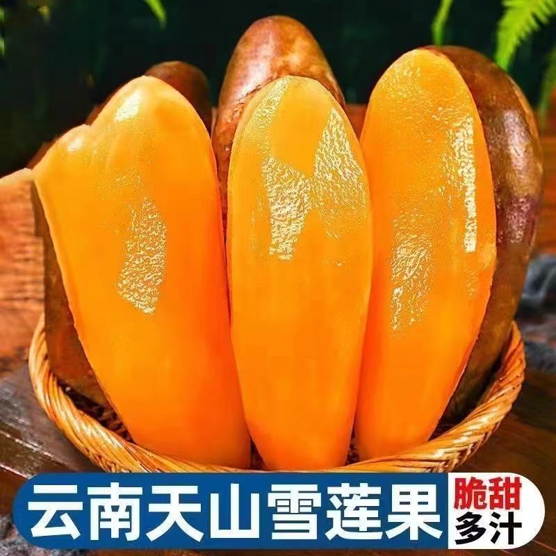 坏果包赔云南高原黄心正宗雪莲果产地新鲜天山雪莲果直发现挖