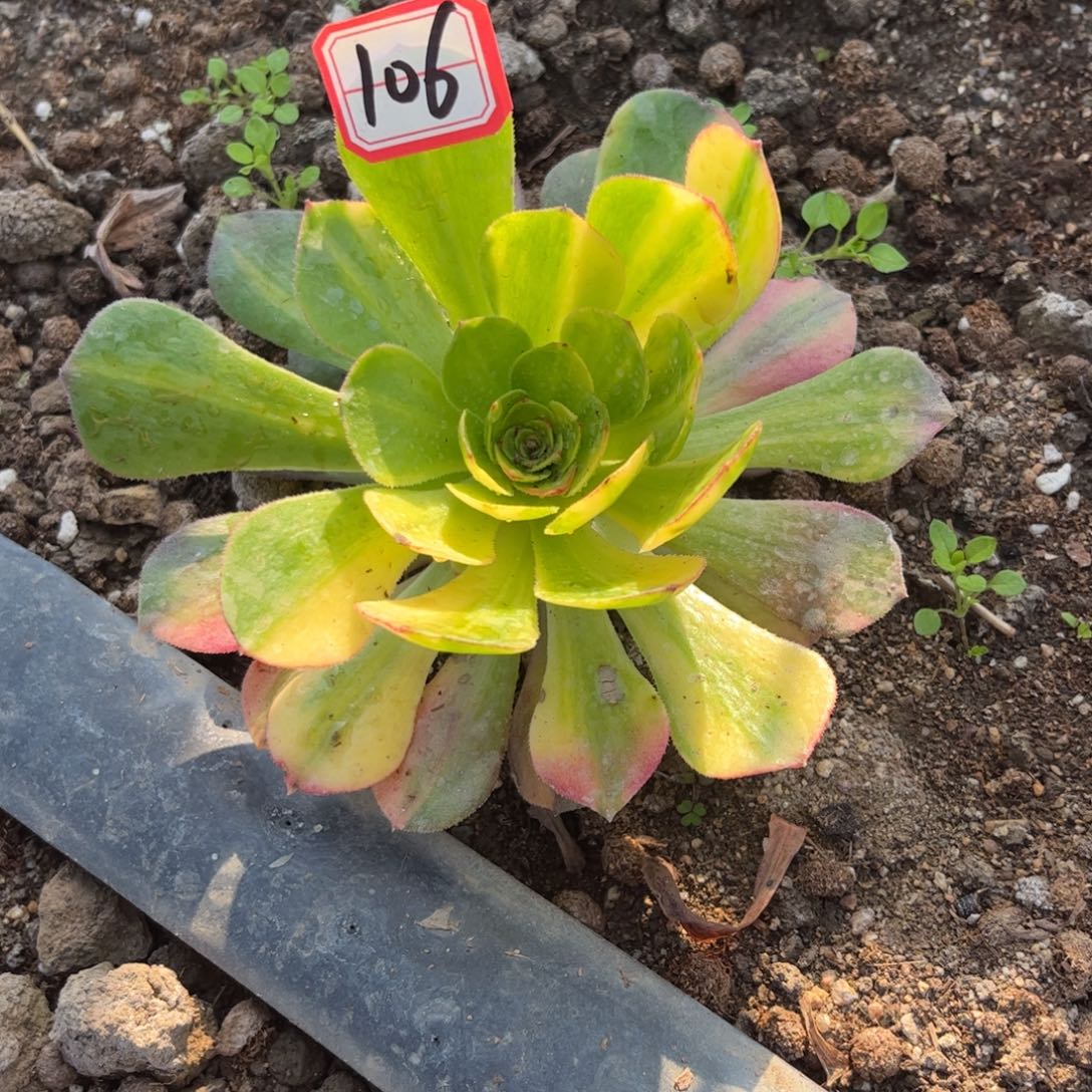 106多肉植物霓虹一圈侧芽