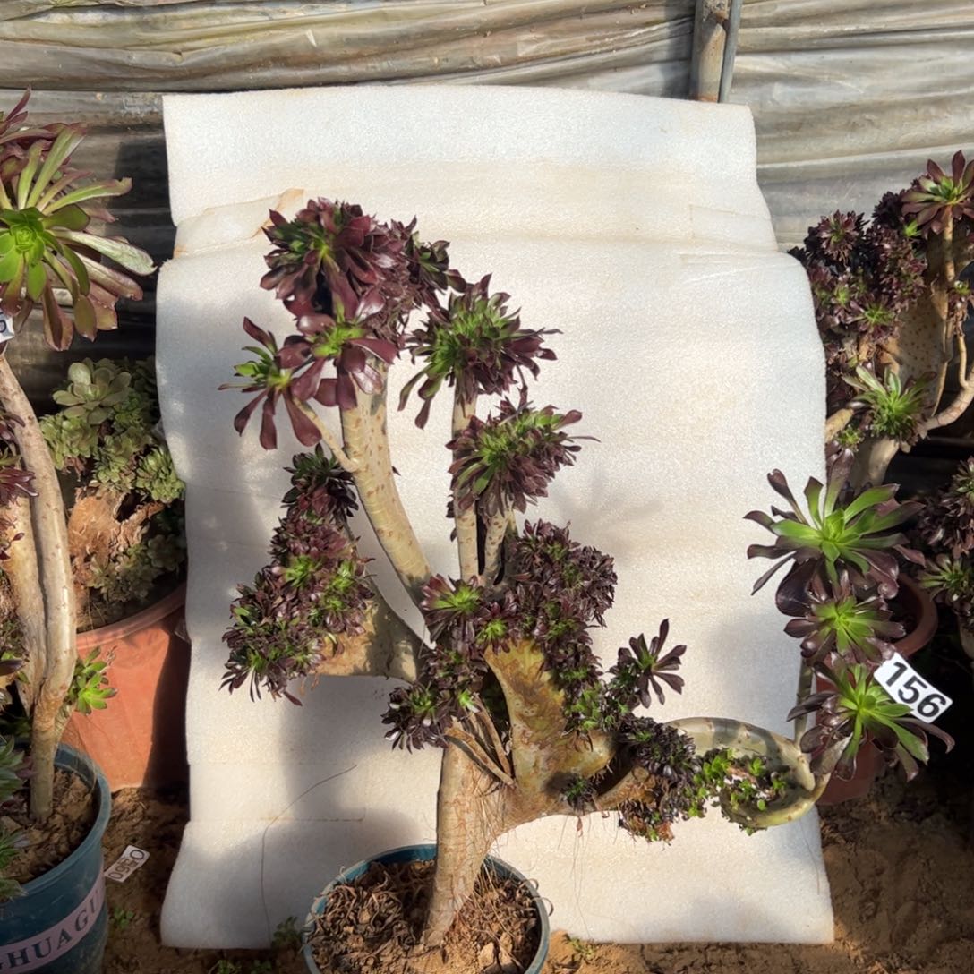 有伤黑缀156高度46厘米