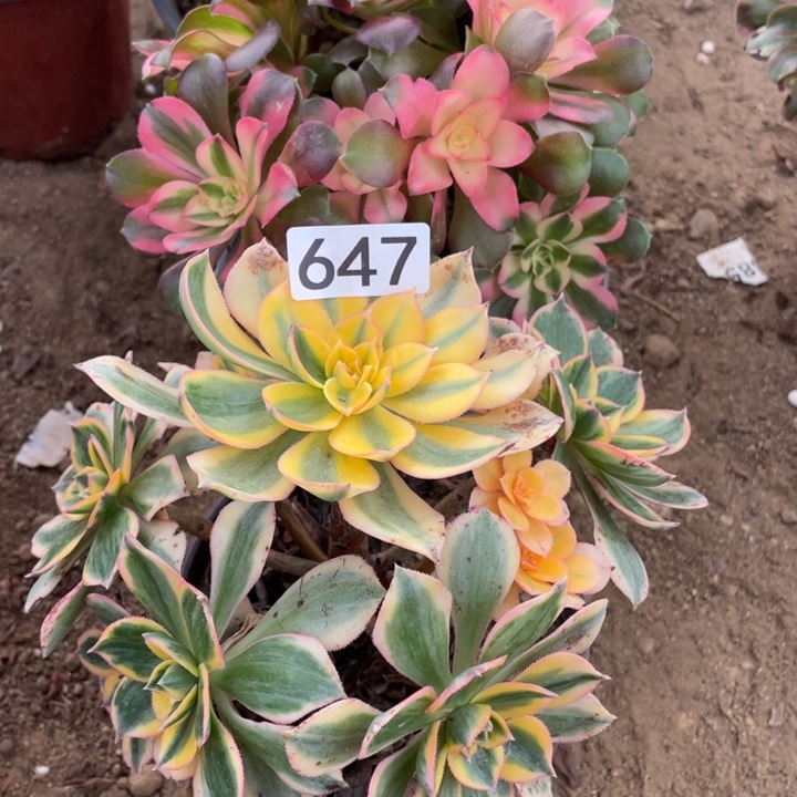 无花朵647组合对肉植物