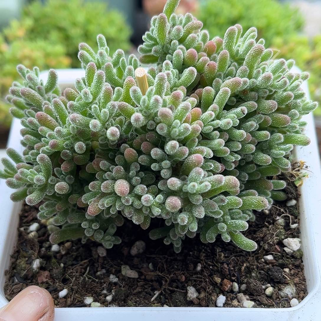 18冰晶优选枝干番杏