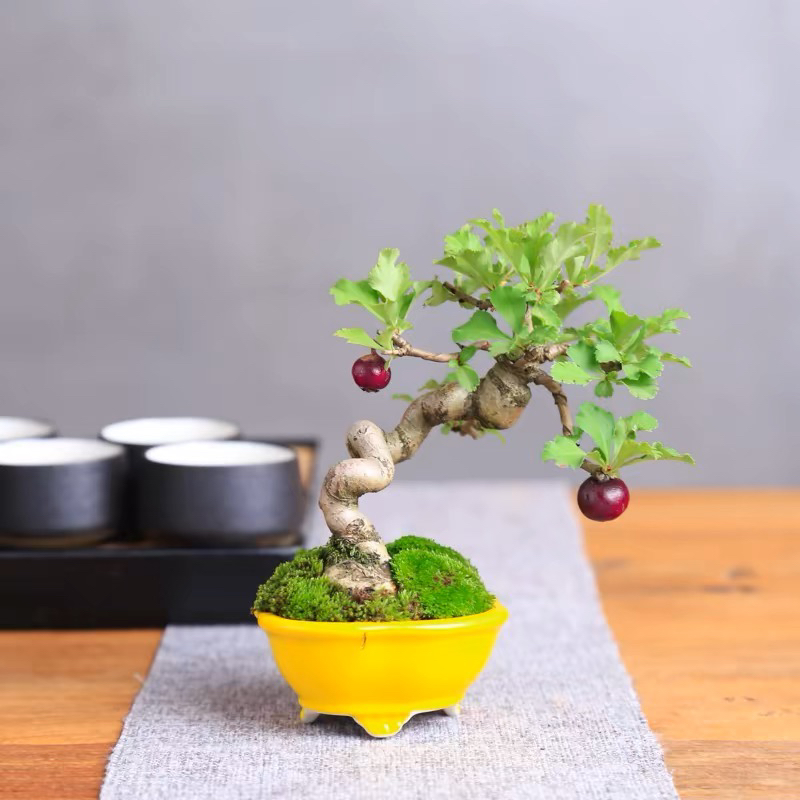 山里红盆景素材 各种矮霸 怪桩 坨坨桩【一物一拍】