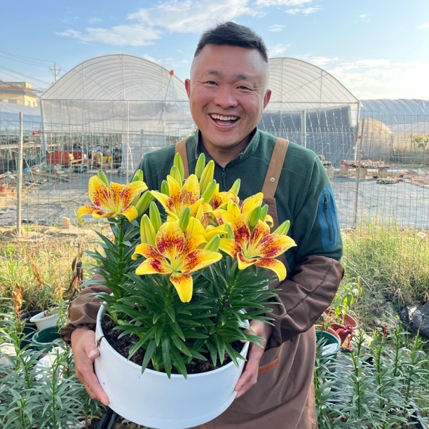  《小金块周长14/16cm》进口矮化单瓣无香亚百合种球1颗