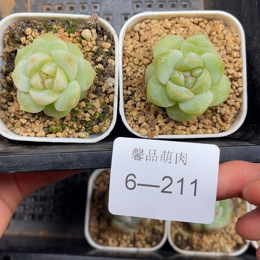 多肉一物一拍6-211