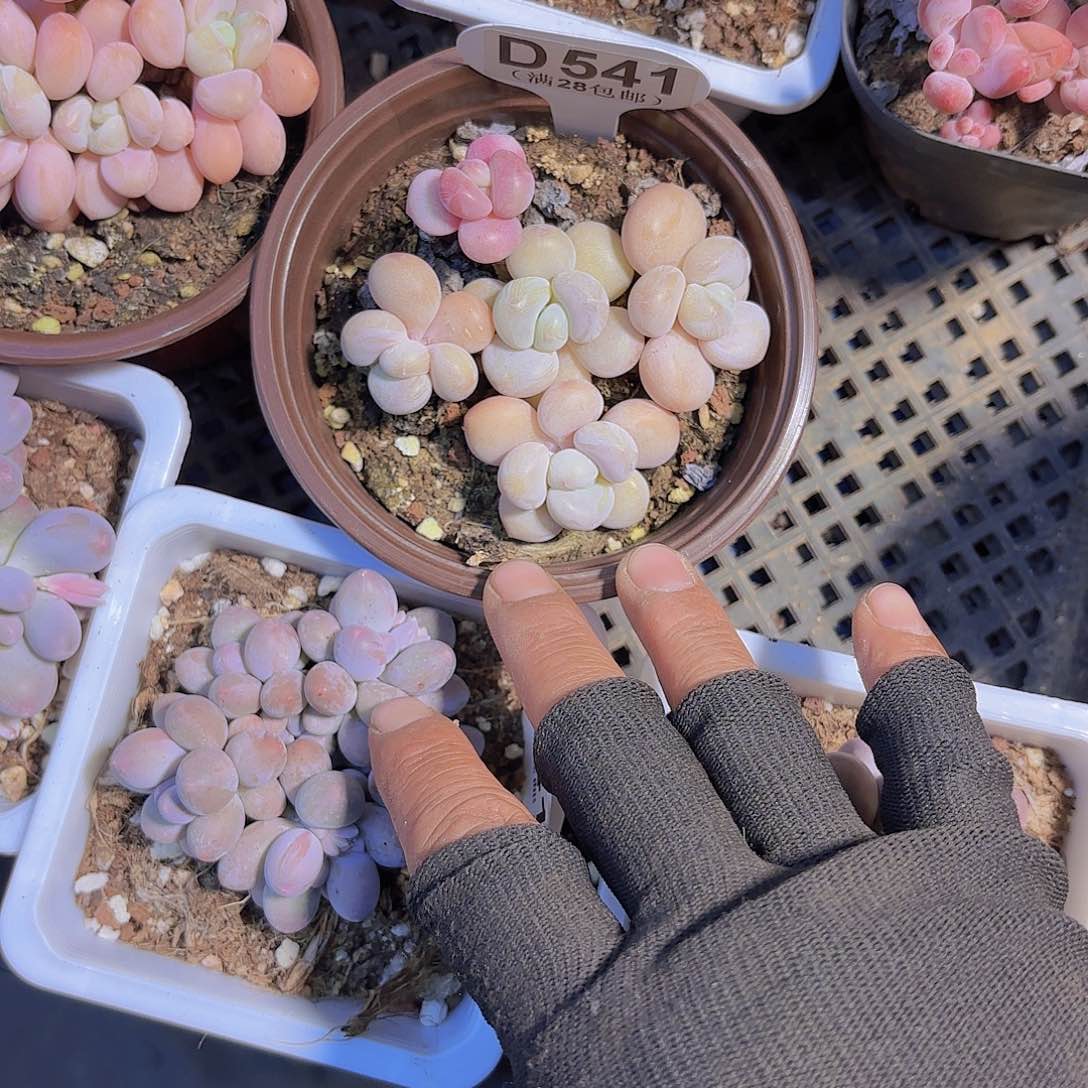 D541香水洛神一物一拍