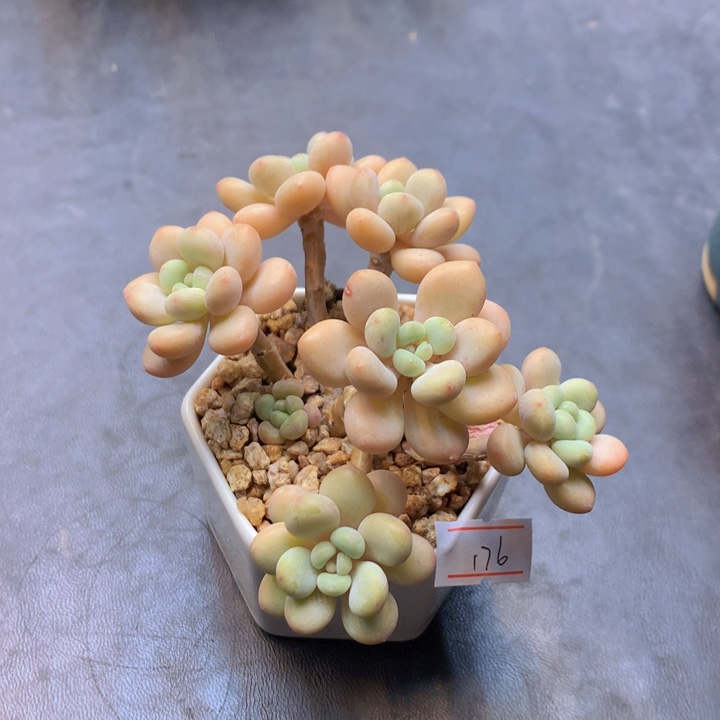 一物一拍满30包邮 176