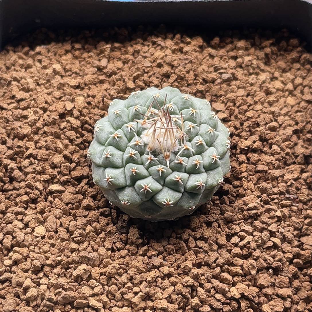 实生白肌菊水仙人球