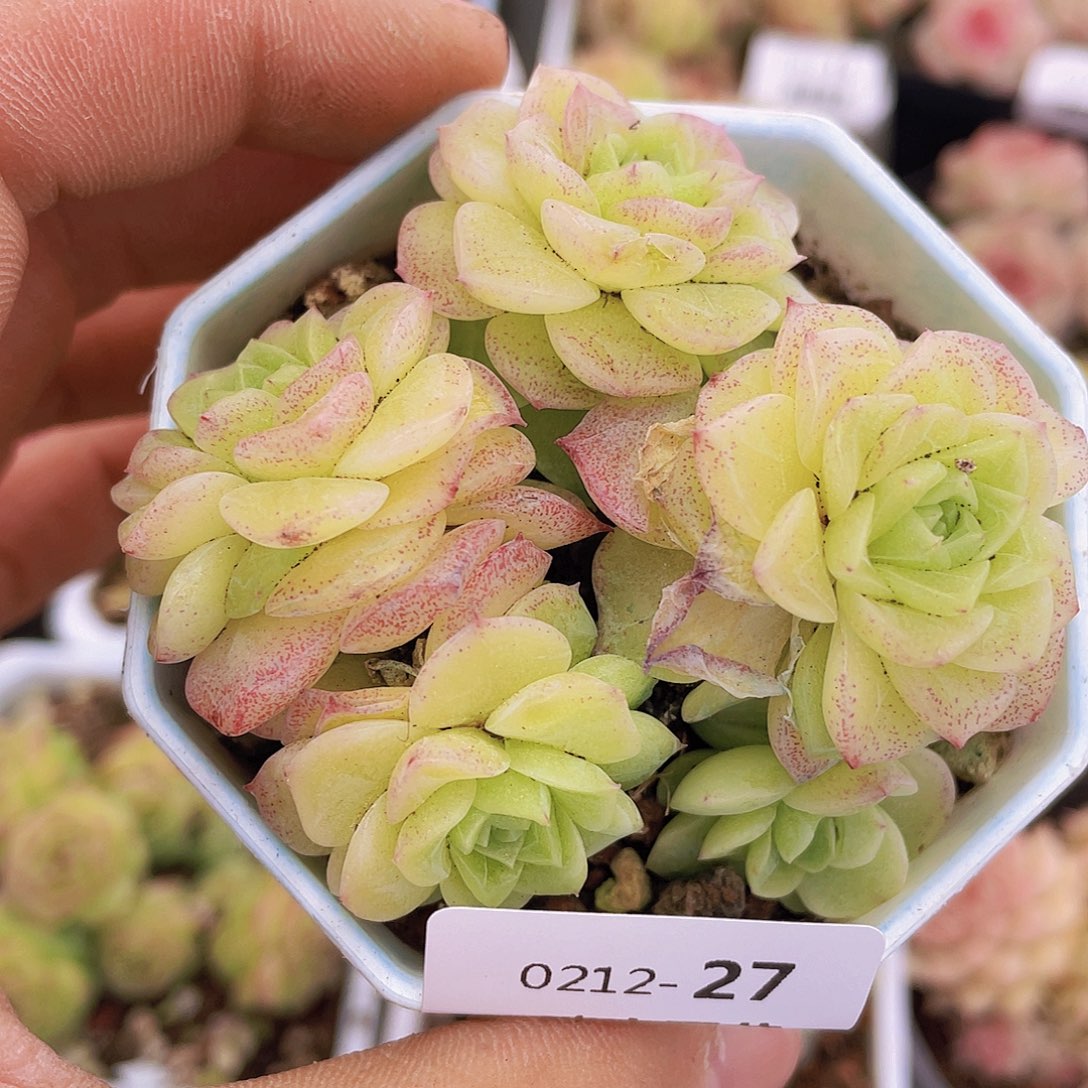 000000000000027量拍