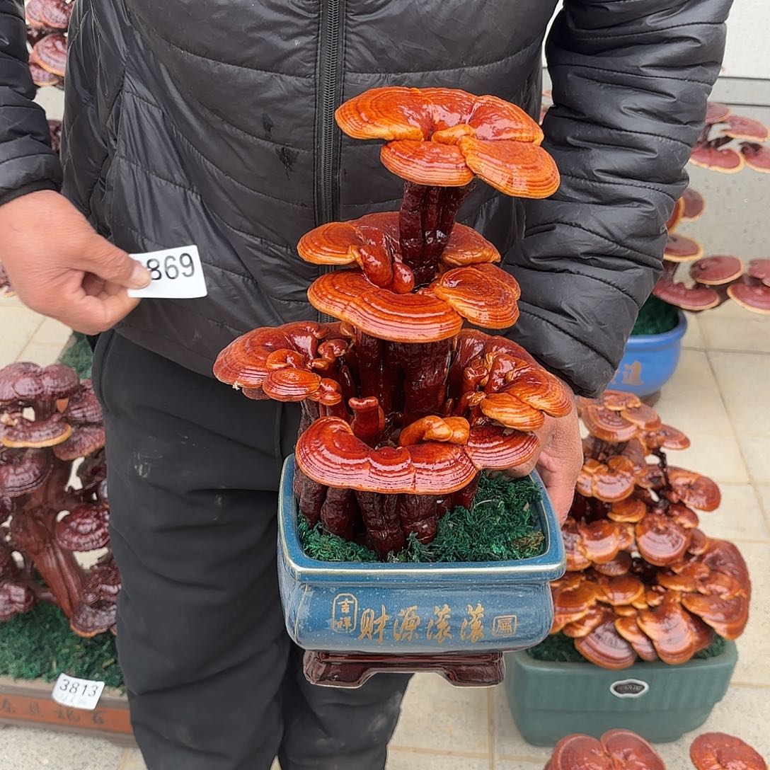 无花朵灵芝是我国著名植物