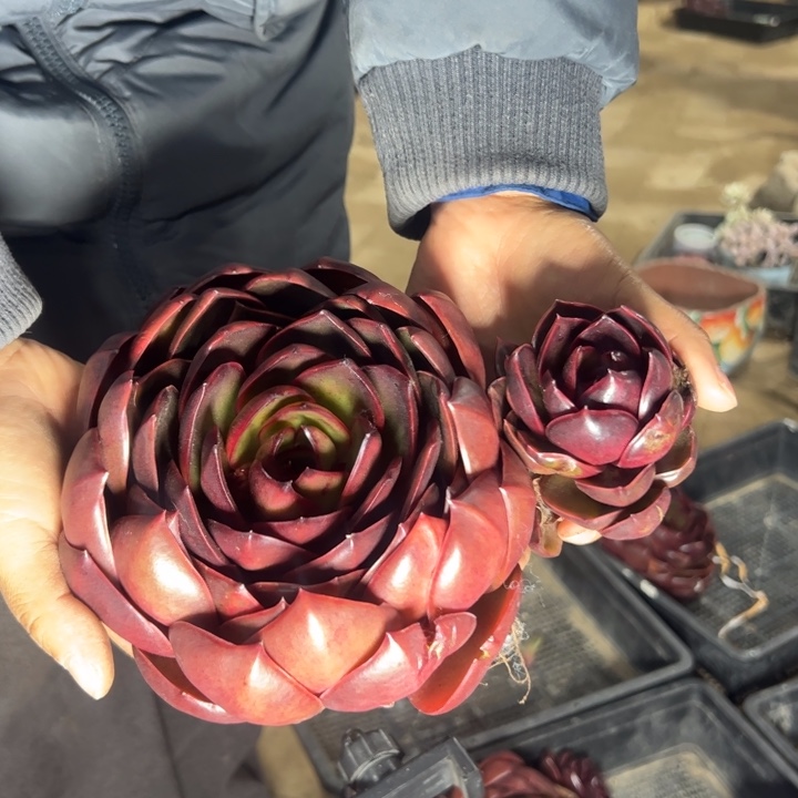 红灯多肉植物保底18cm