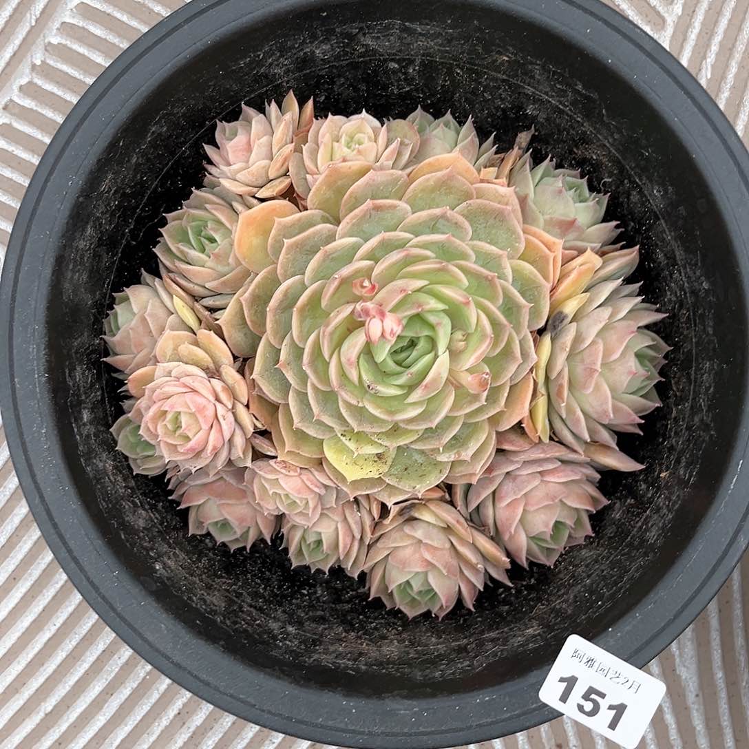 阿雅园艺。           151