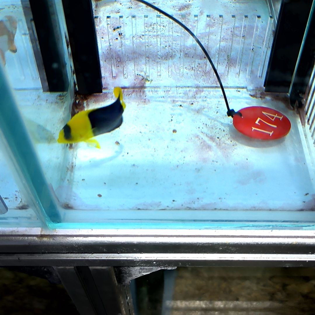 海水鱼石美人5+/10-108-174