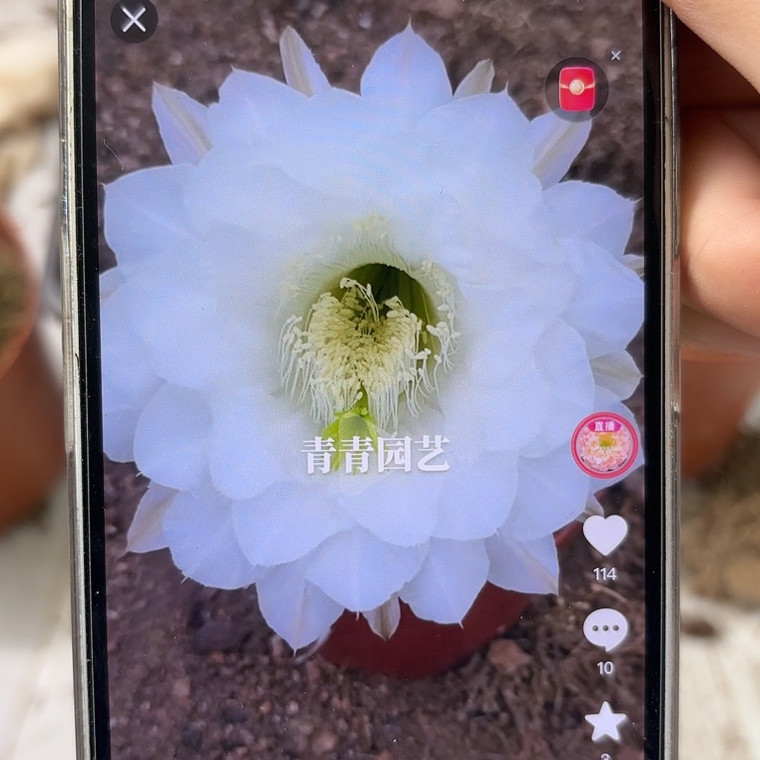 彩草白花7公分左右