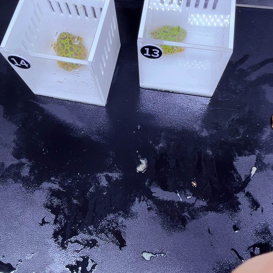 非洲牛蛙?****吒哇哇乐治疗