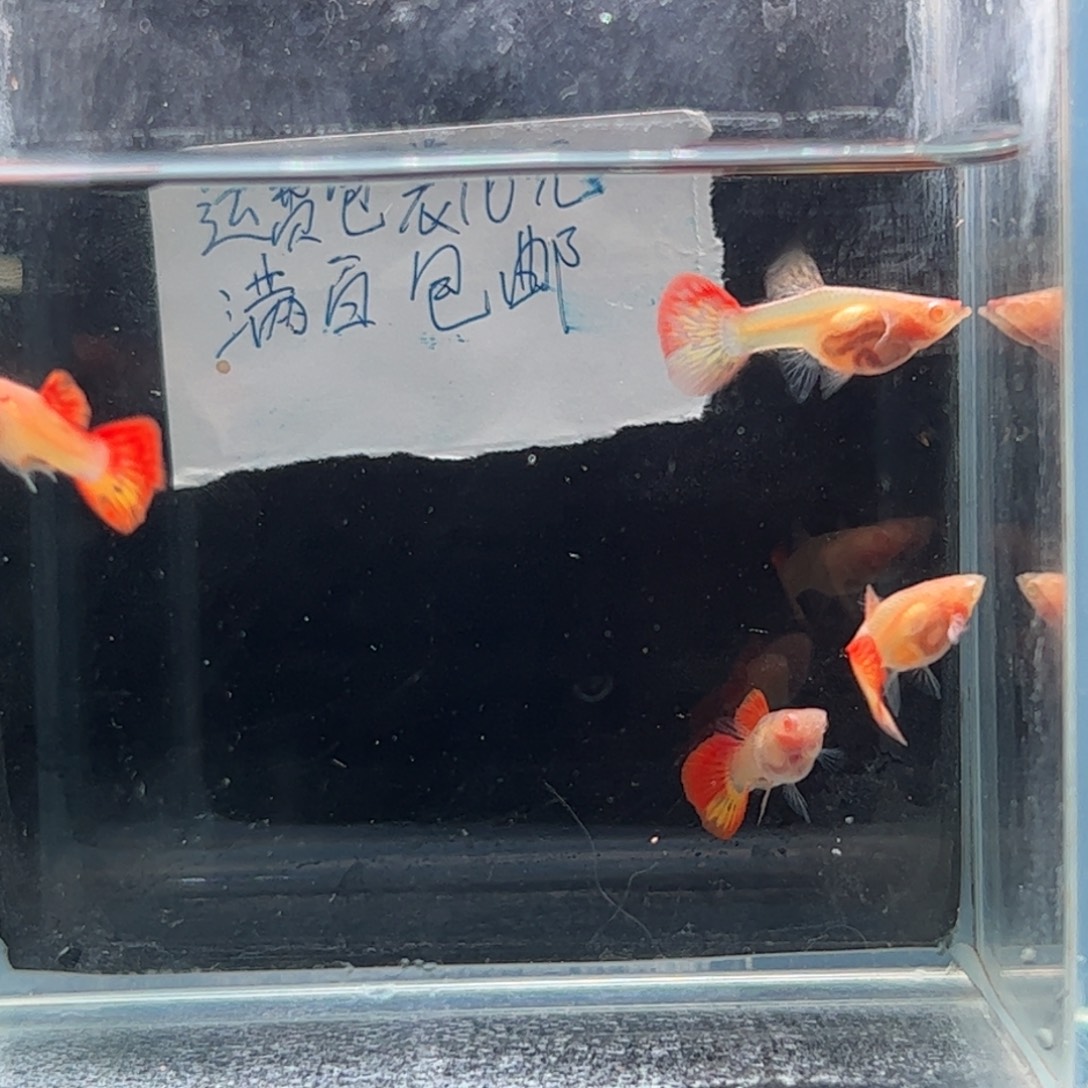 孔雀鱼红龙白子11111