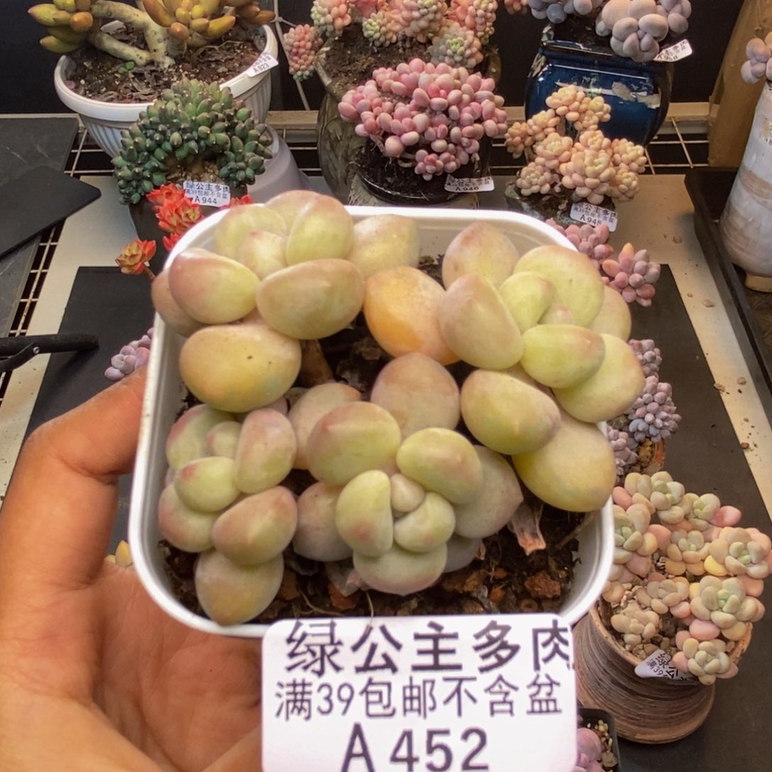 452萤火虫多肉5c m