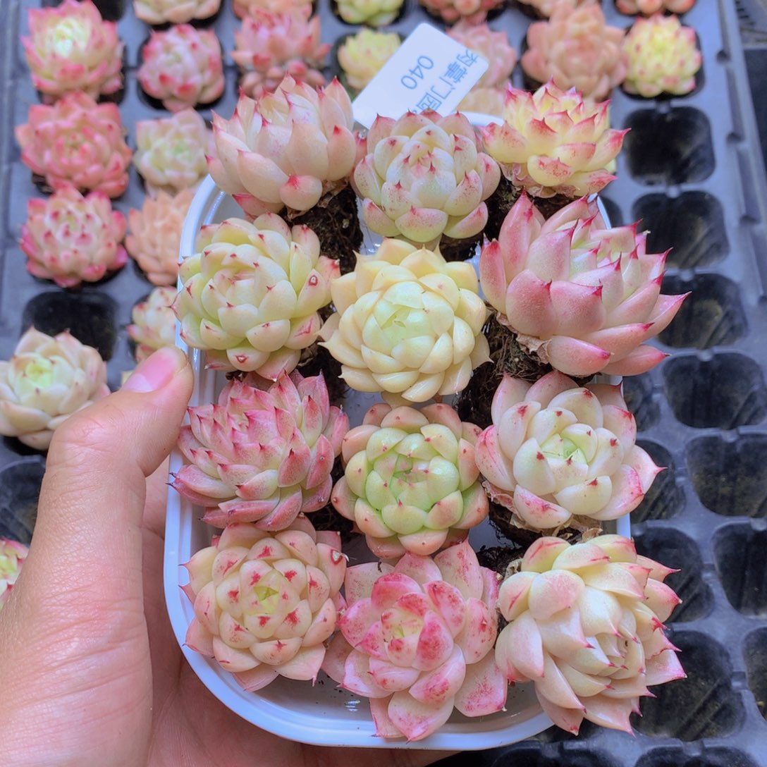 我要去看你了啊040