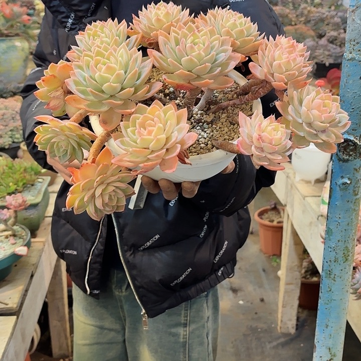 迁***生丝绸面纱群生老桩精品70号