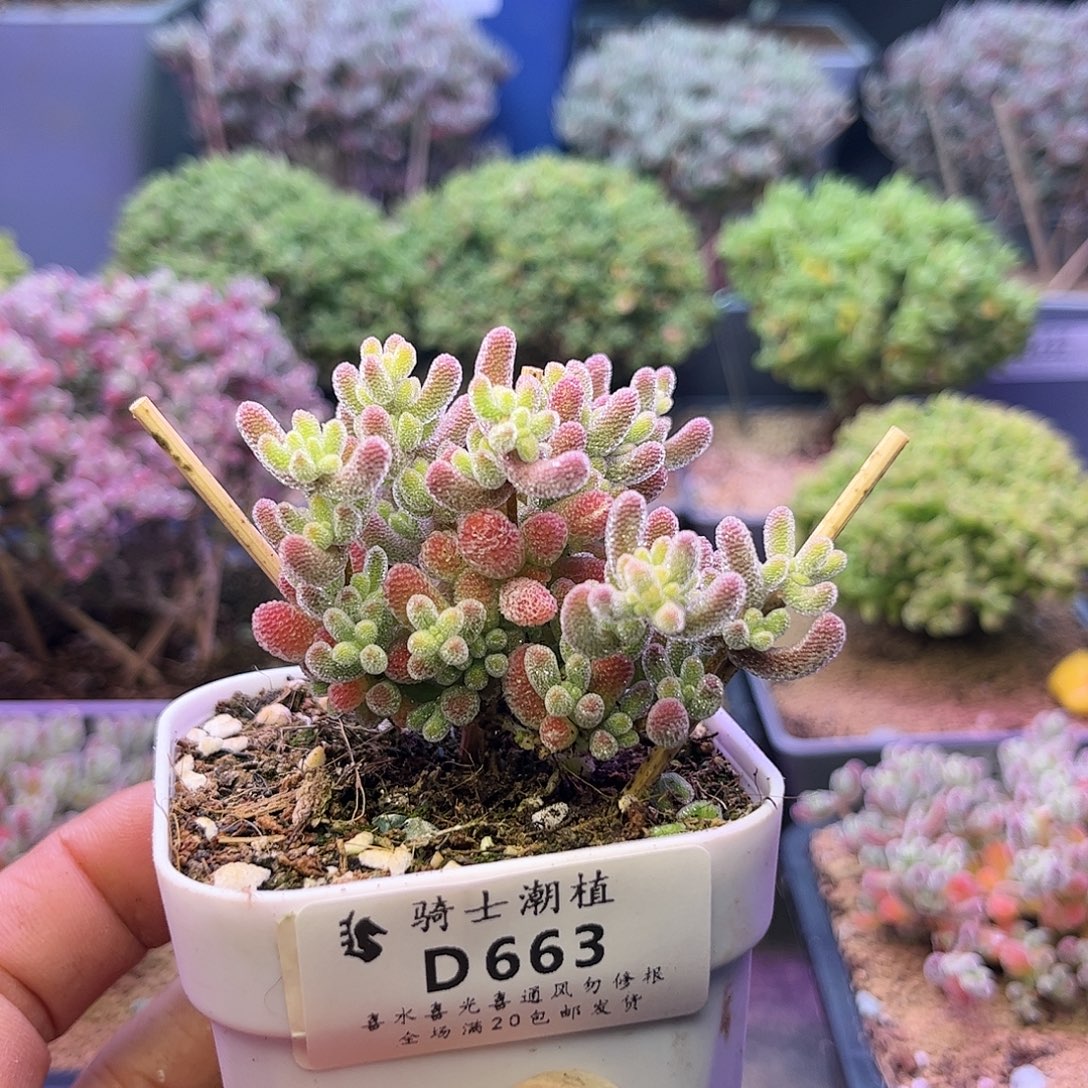 663优选冰晶枝干多肉