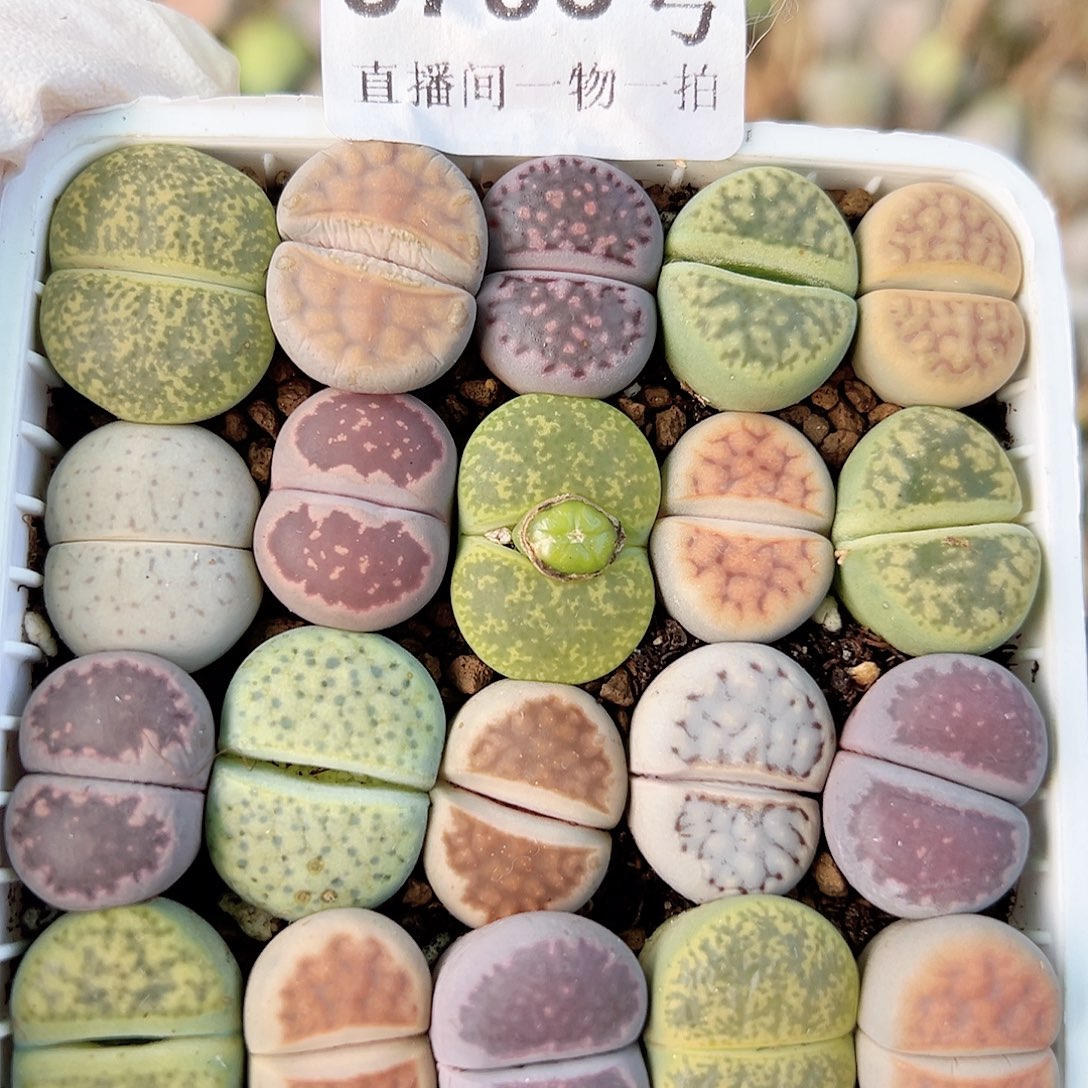 8703 好养易活生石花大母本6.5cm盆