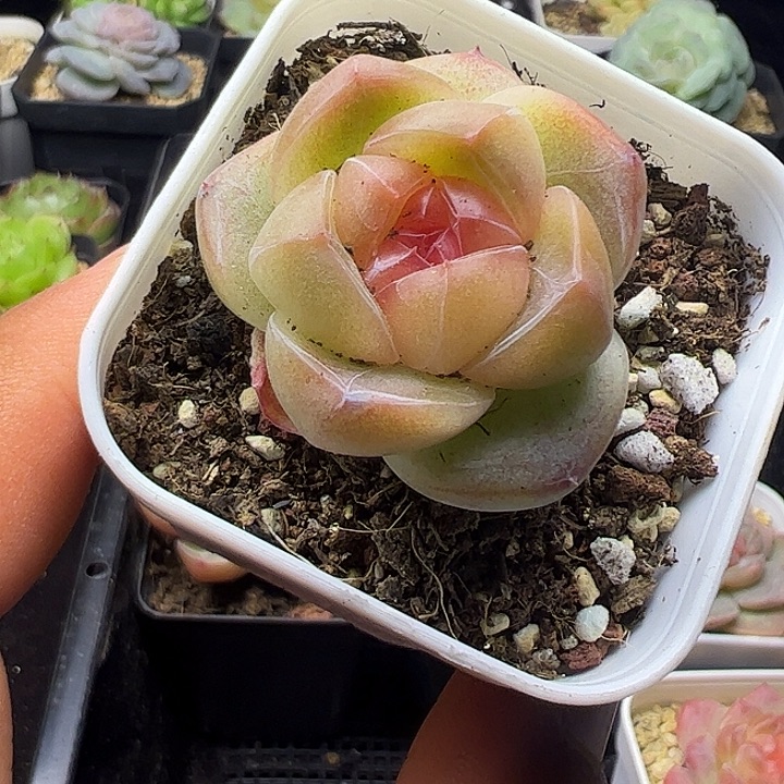 珍妮小包子111111