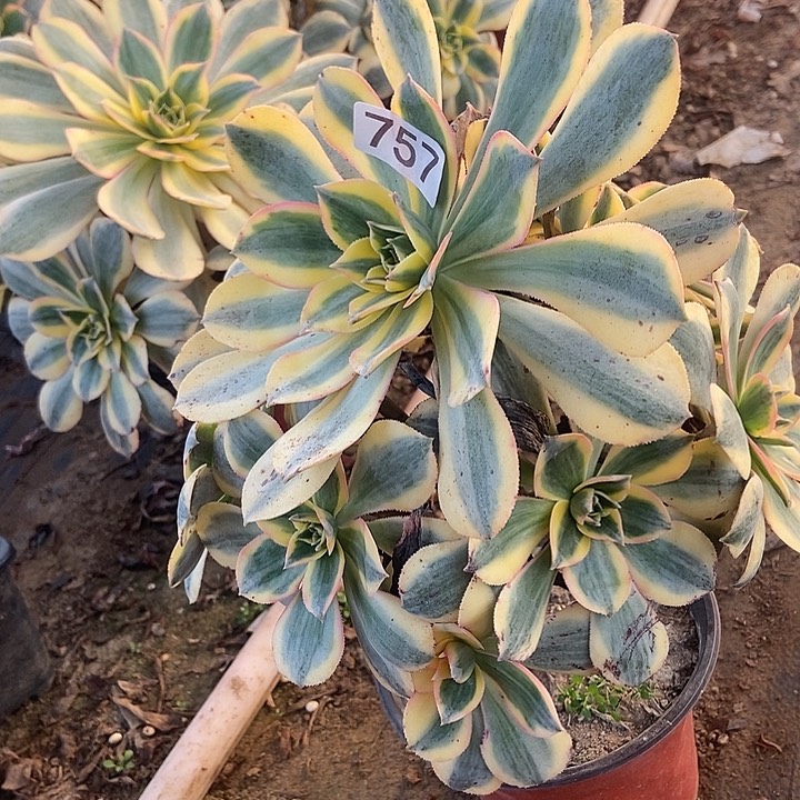 灿烂会黑斑氧化757多肉不包断