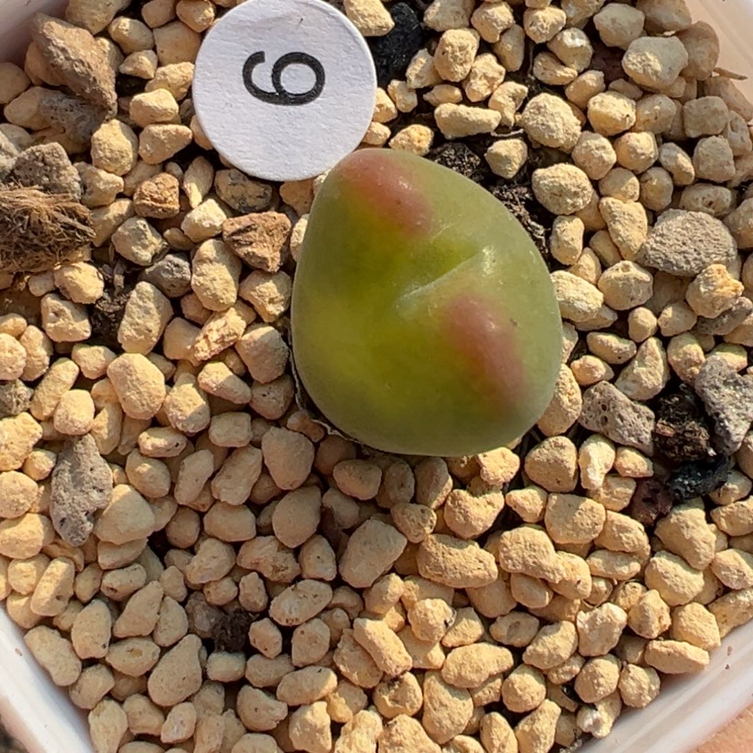 多肉植物111111111111