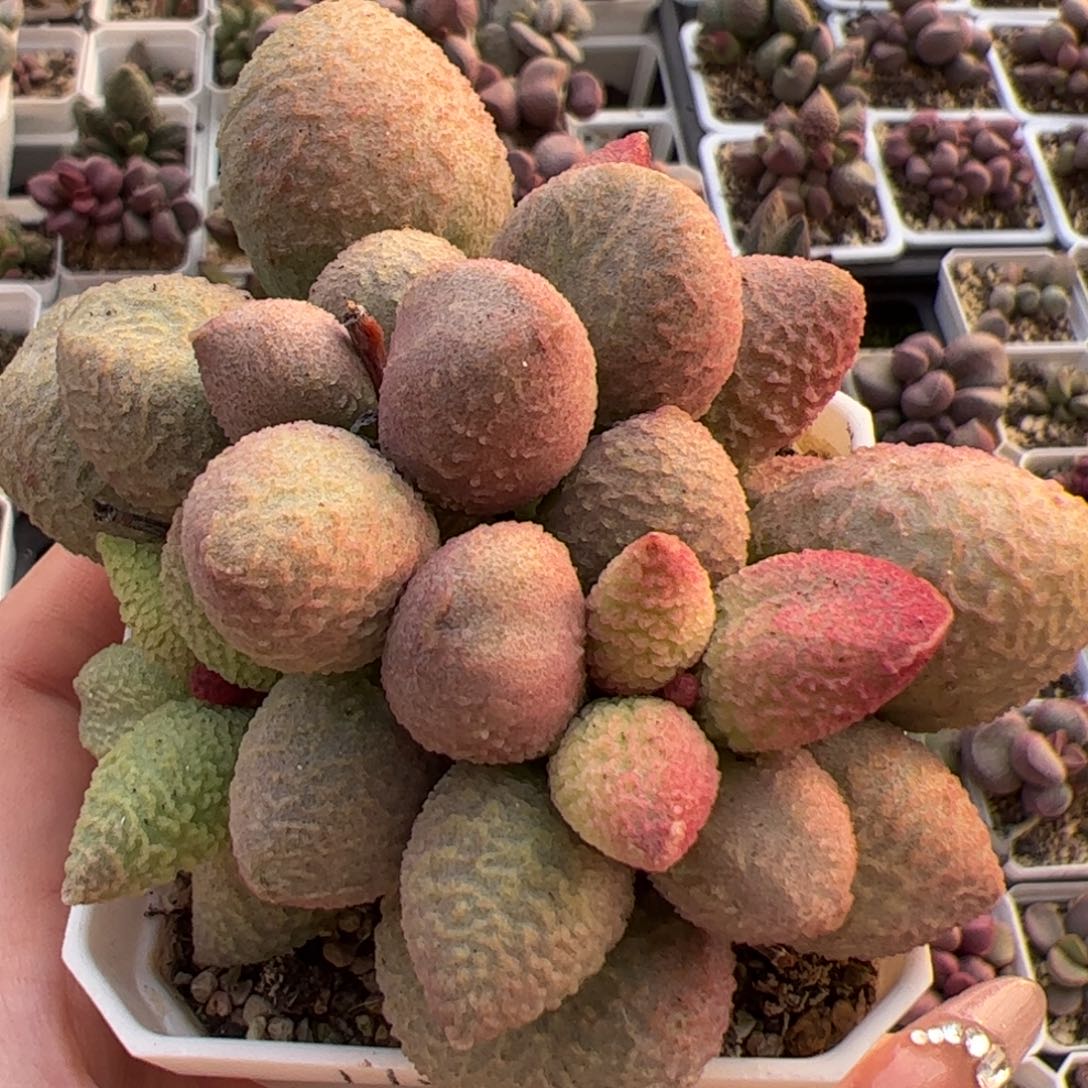 138号腹部系老桩多肉植物水泡