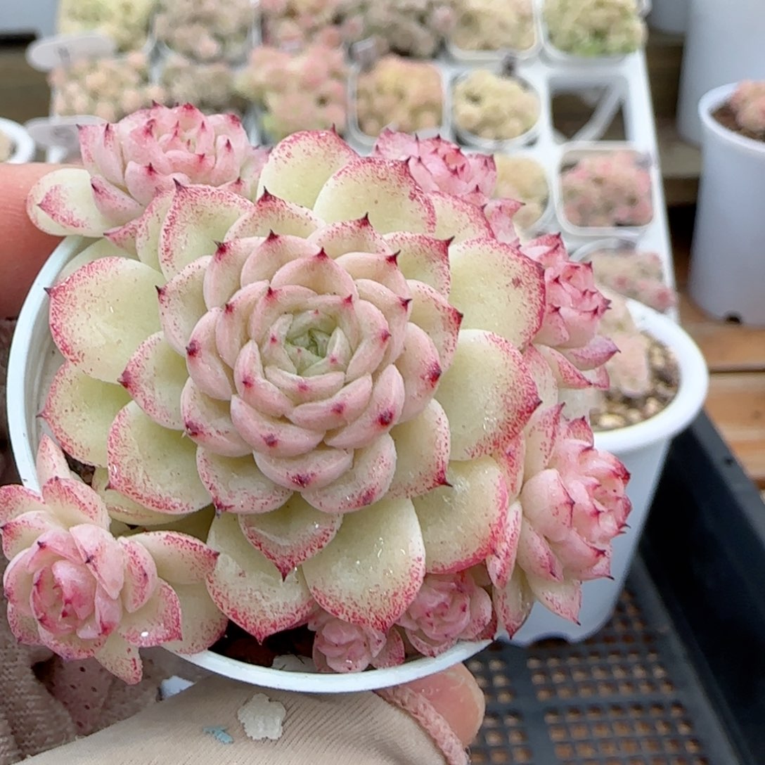 【闪购商品】0127-93小魔仙优选