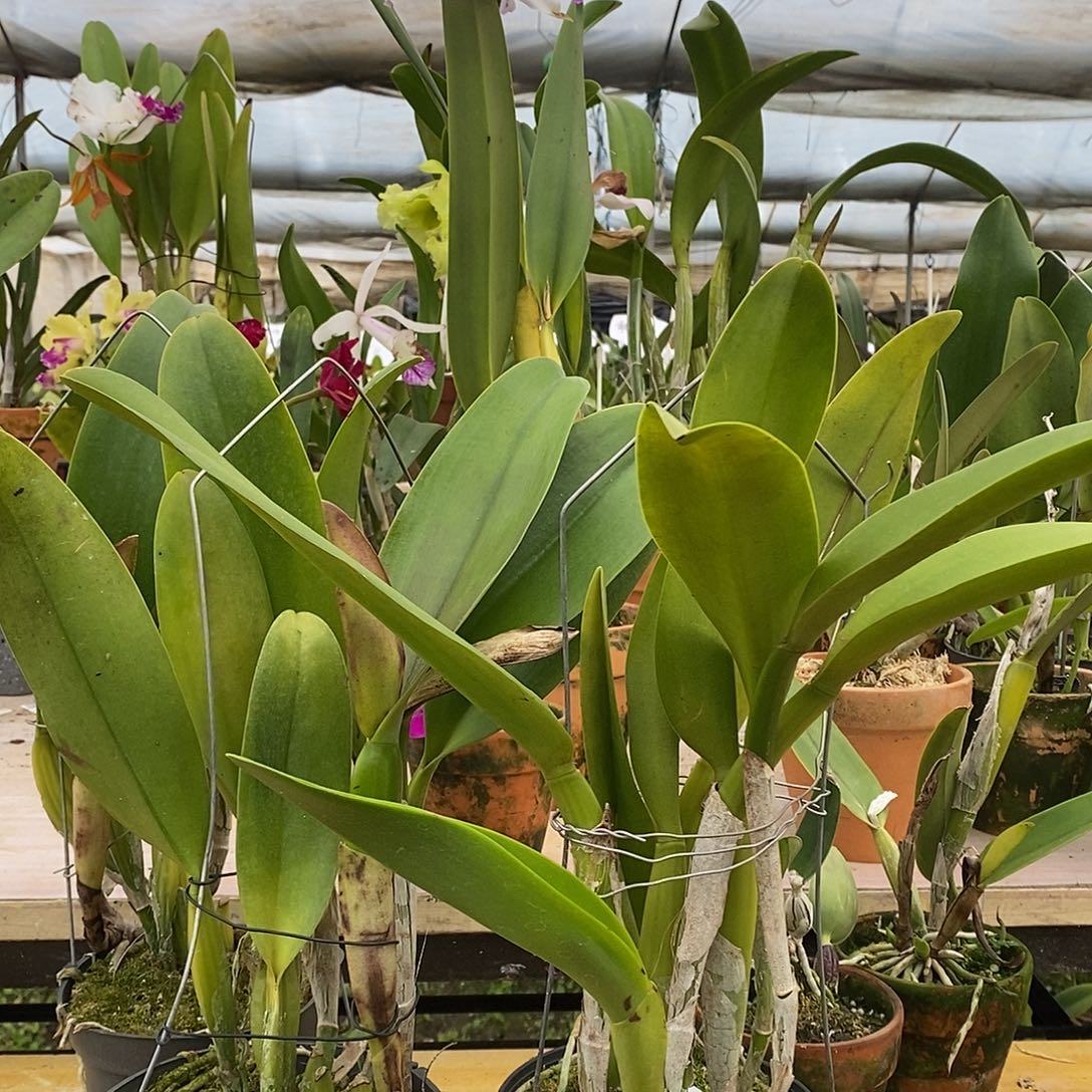 当前无花栽培后可以开花用****2新市加金国王