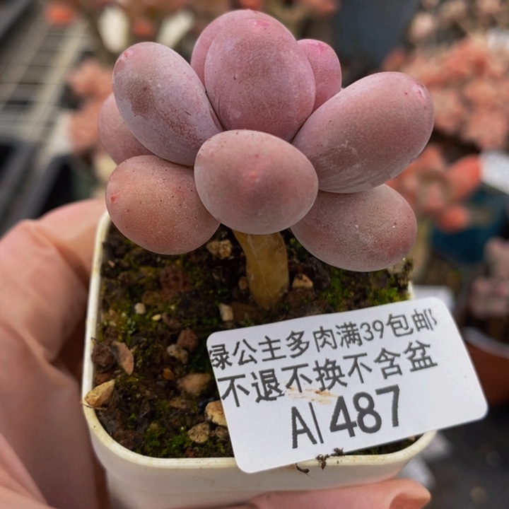 蛋黄奶单头487多肉植物