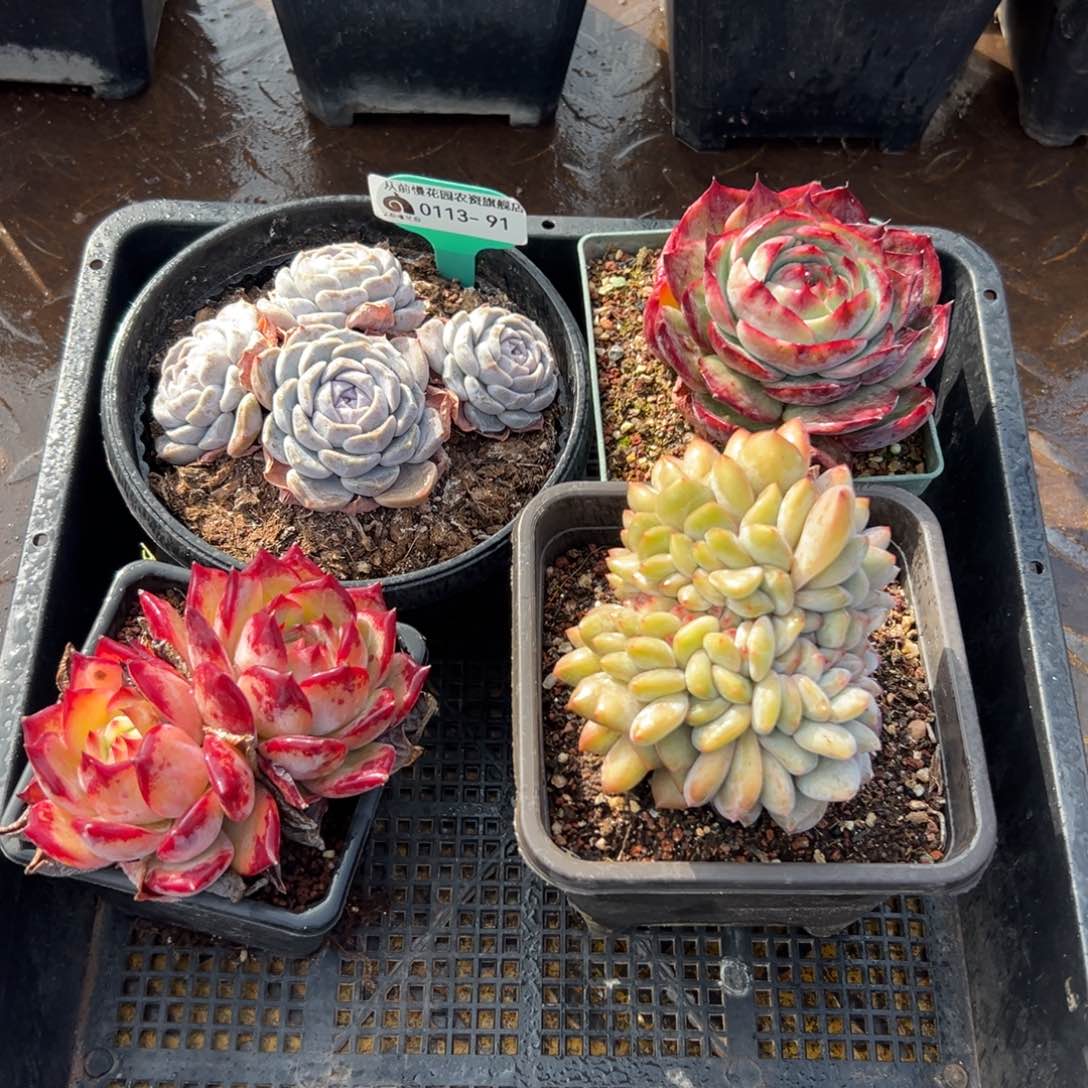 多肉一物一拍0113.91