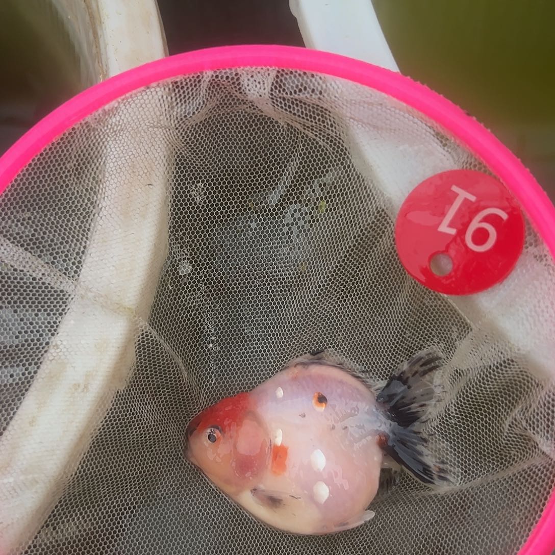 海水鱼短尾将军泰狮