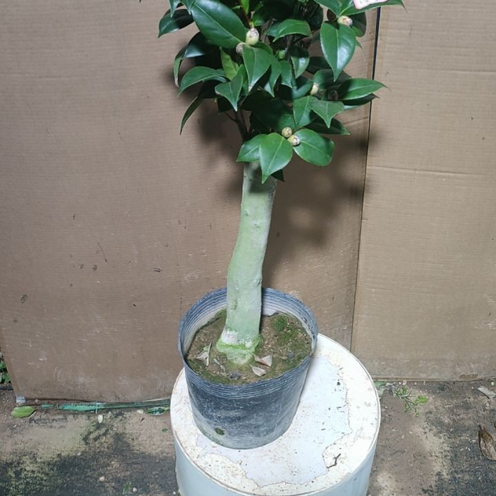 247双墨，原盆原土发货，不包邮