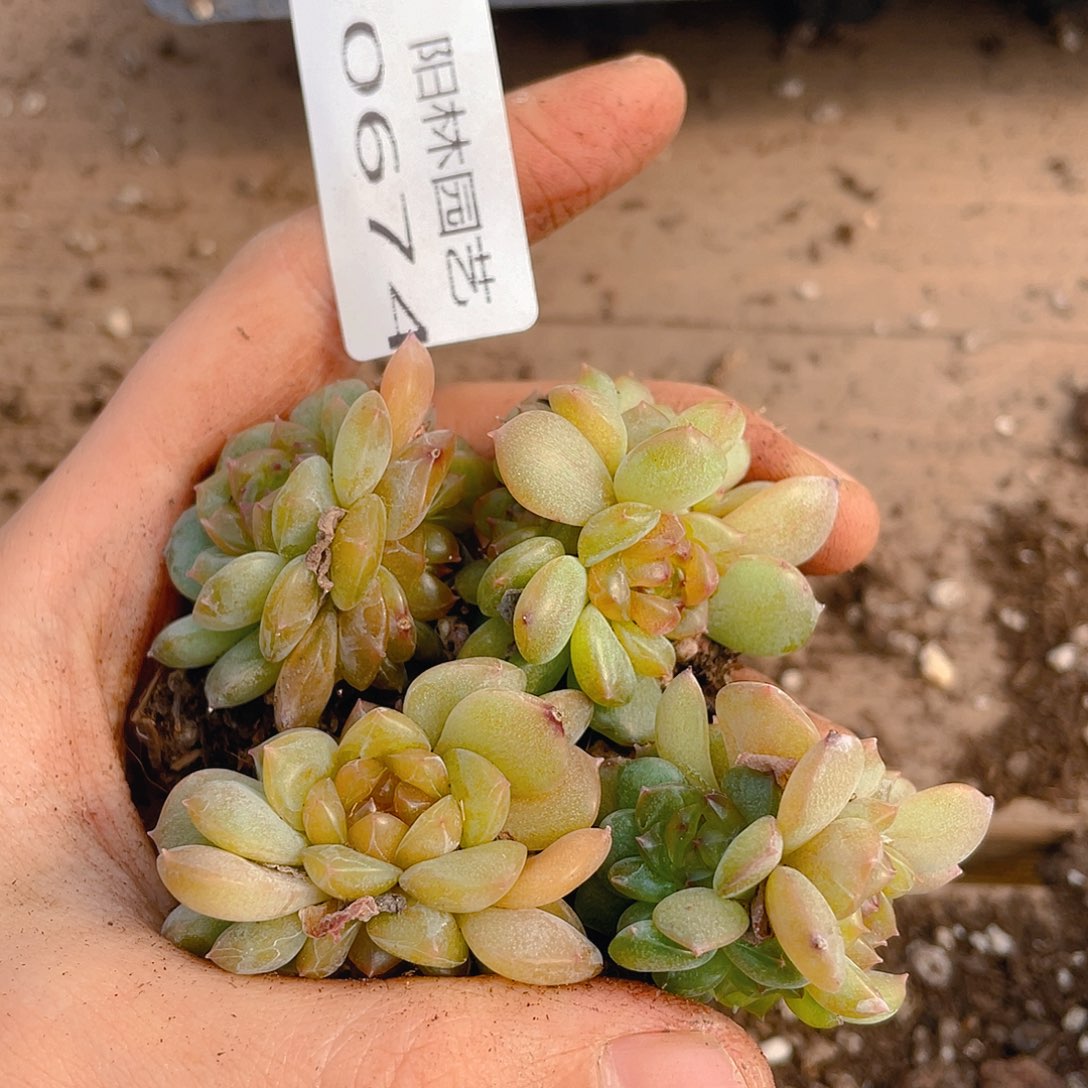 多肉植物多肉植物674