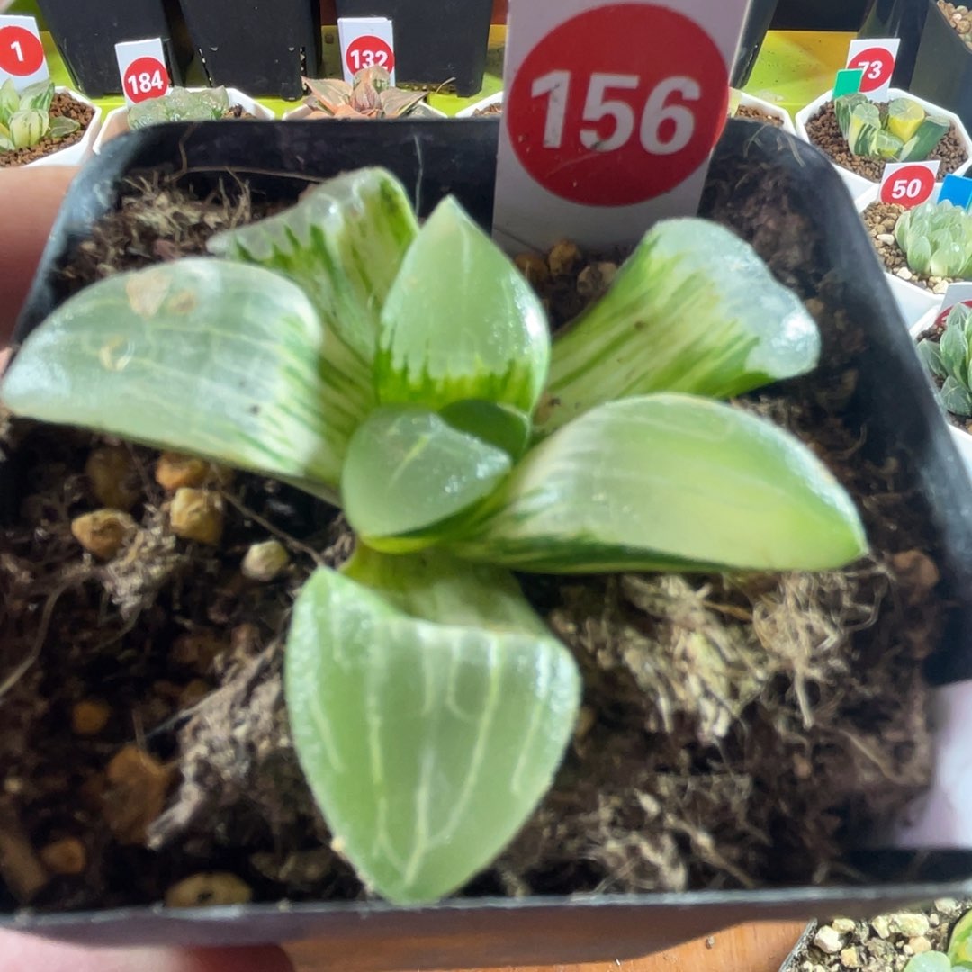 糯阿锦十二卷得多肉