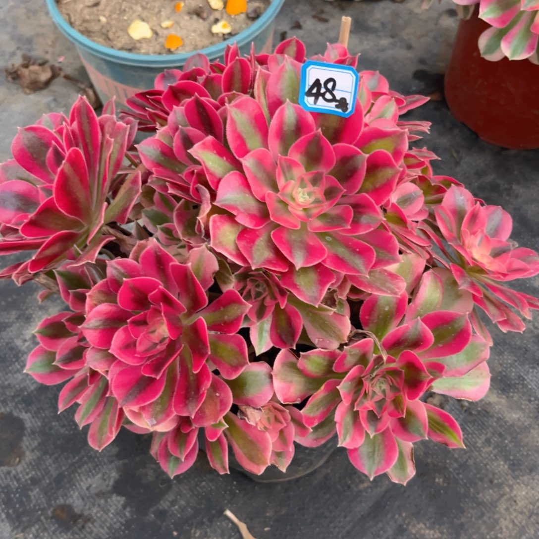 48女神精品法师多肉