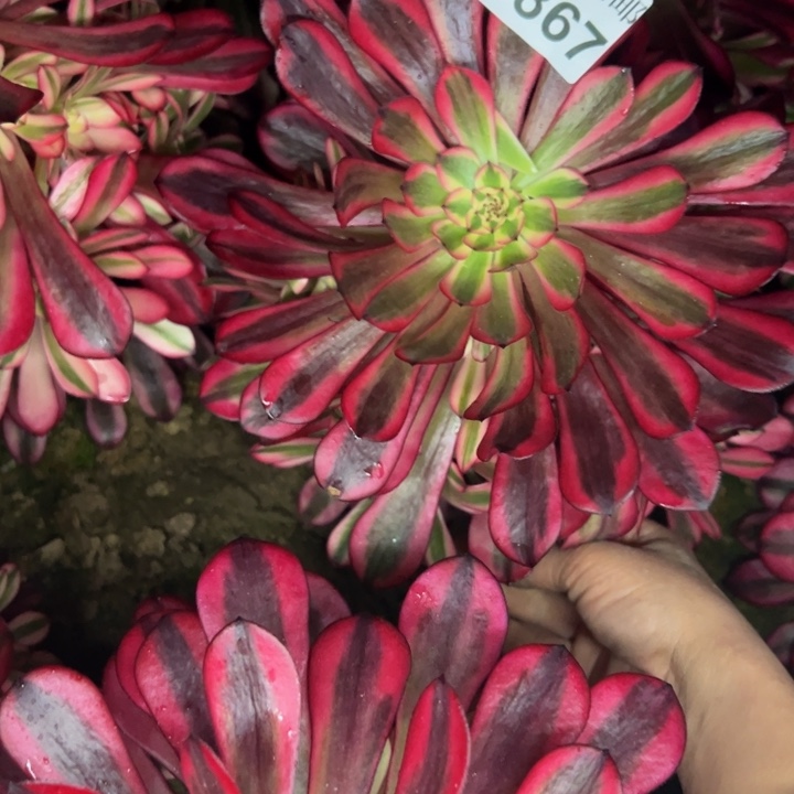 4867南黑同白多肉植物