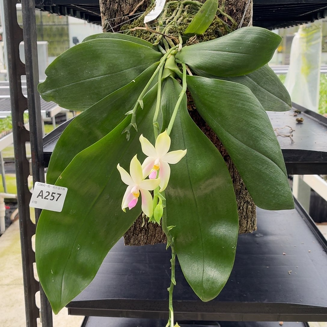 当前无花朵，栽培后可花朵A257板植粉贝