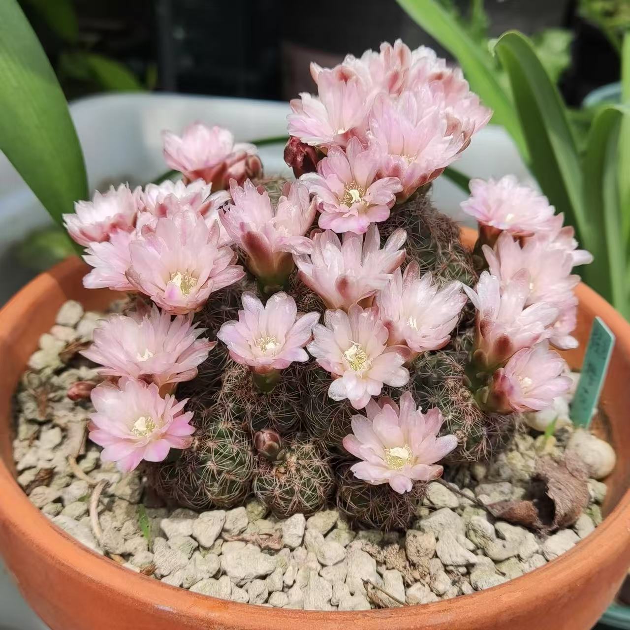 樱花罗星丸  仙人球植物漳州基地直发货 新手好养 室内外