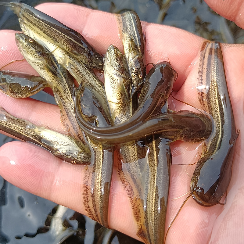 现捞现发四川大口鲶冰鲜现捞 生态养殖 观赏水族 淡水饲养